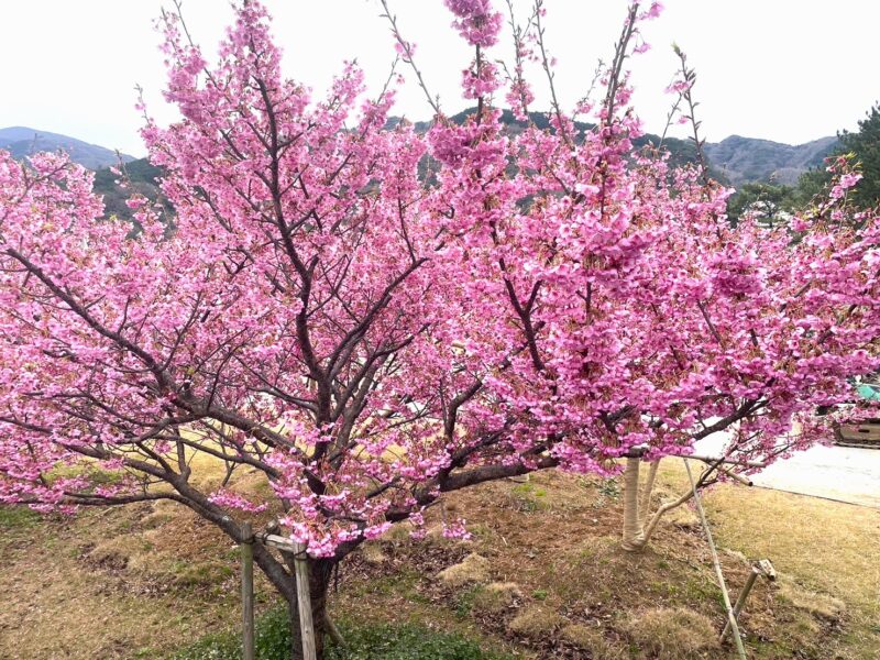 土肥桜は今が見頃🌸