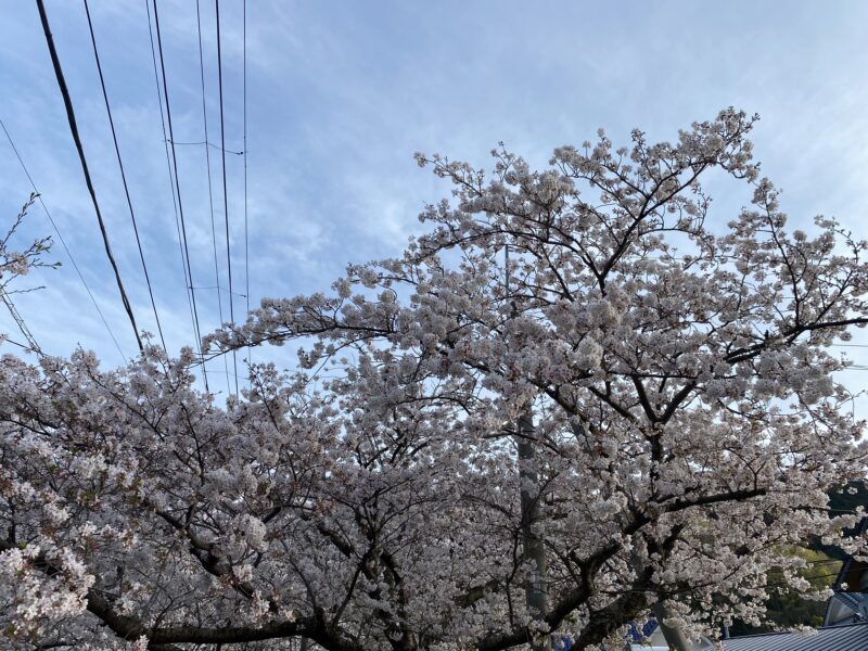 戸田の桜が見頃です🌸